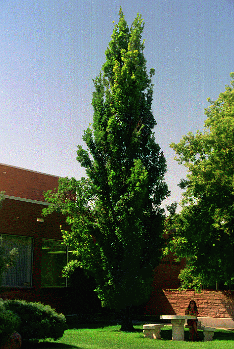 Pyramid Oak from Britain ...