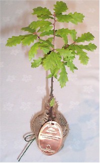 ein ganz kleiner Eichbaum
