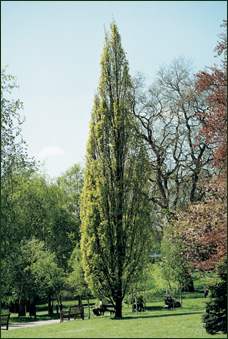 Pyramideneiche von Lappen in einem Park